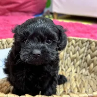 Olivia, a female Cavapoo for sale in Missouri, MO – Photo 6 of 10