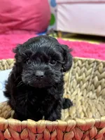 Olivia, a female Cavapoo for sale in Missouri, MO – Photo 3 of 10