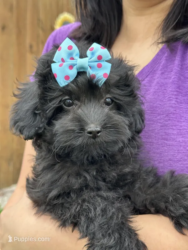 Olivia – Cavapoo puppy for sale in Missouri, MO