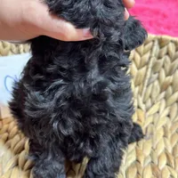 Olivia, a female Cavapoo for sale in Missouri, MO – Photo 10 of 10