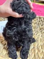 Olivia, a female Cavapoo for sale in Missouri, MO – Photo 9 of 10