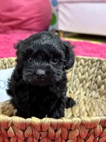 Olivia, a female Cavapoo for sale in Missouri, MO – Photo 4 of 10