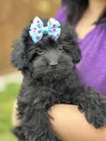 Olivia, a female Cavapoo for sale in Missouri, MO – Photo 3 of 10