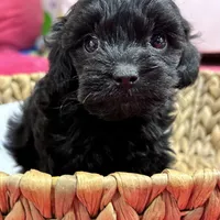 Olivia, a female Cavapoo for sale in Missouri, MO – Photo 5 of 10