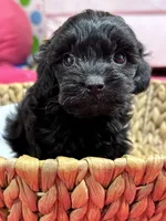 Olivia, a female Cavapoo for sale in Missouri, MO – Photo 2 of 10