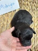 Midnight , a male Schnoodle for sale in Missouri, MO – 6 of 6