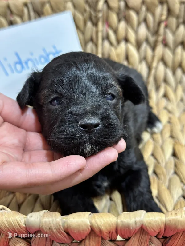 Midnight  – Schnoodle puppy for sale in Missouri, MO