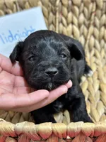 Midnight , a male Schnoodle for sale in Missouri, MO – 1 of 6