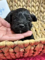 Midnight , a male Schnoodle for sale in Missouri, MO – 3 of 6
