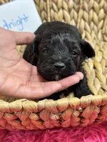 Midnight , a male Schnoodle for sale in Missouri, MO – 4 of 6