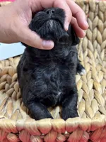 Midnight , a male Schnoodle for sale in Missouri, MO – 5 of 6