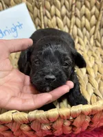 Midnight , a male Schnoodle for sale in Missouri, MO – 2 of 6