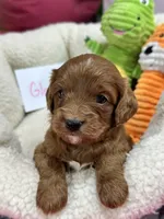 Gloria , a female Cavapoo and Cavalier King Charles Spaniel for sale in Marshfield, MO – 3 of 7