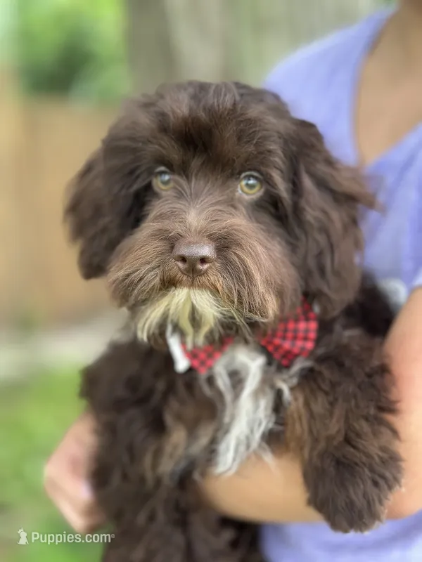 Rolo – Cavapoo puppy for sale in Marshfield, MO