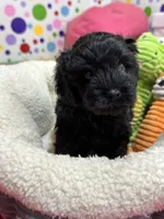 Elvis, a male Cavapoo and Cavalier King Charles Spaniel for sale in Marshfield, MO – 10 of 10