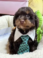 Snickers , a male Cavapoo and Cavalier King Charles Spaniel for sale in Marshfield, MO – 5 of 9