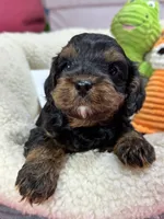 Bobby , a male Cavapoo and Cavalier King Charles Spaniel for sale in Marshfield, MO – 3 of 8