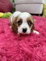 Jake , a male Cavalier King Charles Spaniel for sale in Marshfield, MO – 8 of 10