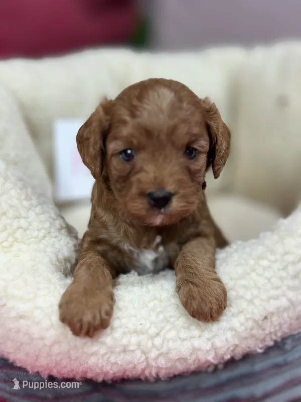 Harper  – Cavapoo, Cavalier King Charles Spaniel puppy for sale in Marshfield, MO