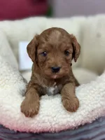 Harper , a female Cavapoo and Cavalier King Charles Spaniel for sale in Marshfield, MO – 1 of 6