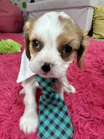 Johnny, a male Cavalier King Charles Spaniel for sale in Marshfield, MO – 4 of 10
