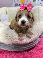 Paprika, a female Cavapoo and Cavalier King Charles Spaniel for sale in Marshfield, MO – 6 of 10