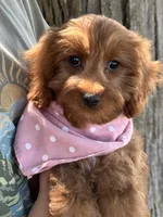 Joy, a female Cavapoo and Cavalier King Charles Spaniel for sale in Marshfield, MO – 7 of 10