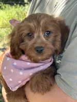 Joy, a female Cavapoo and Cavalier King Charles Spaniel for sale in Marshfield, MO – 8 of 10