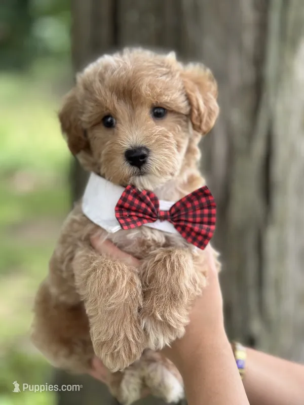 Max – Schnoodle puppy for sale in Marshfield, MO