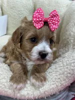 Paprika, a female Cavapoo and Cavalier King Charles Spaniel for sale in Marshfield, MO – 3 of 10