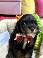 Benny, a male Cavapoo and Cavalier King Charles Spaniel for sale in Marshfield, MO – 3 of 10