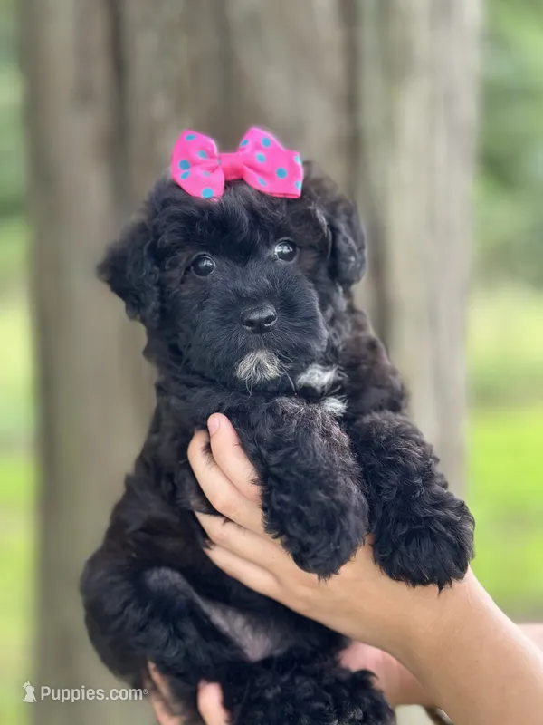 Olive – Schnoodle puppy for sale in Marshfield, MO