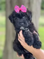 Olive, a female Schnoodle for sale in Marshfield, MO – 3 of 10