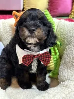 Benny, a male Cavapoo and Cavalier King Charles Spaniel for sale in Marshfield, MO – 4 of 10