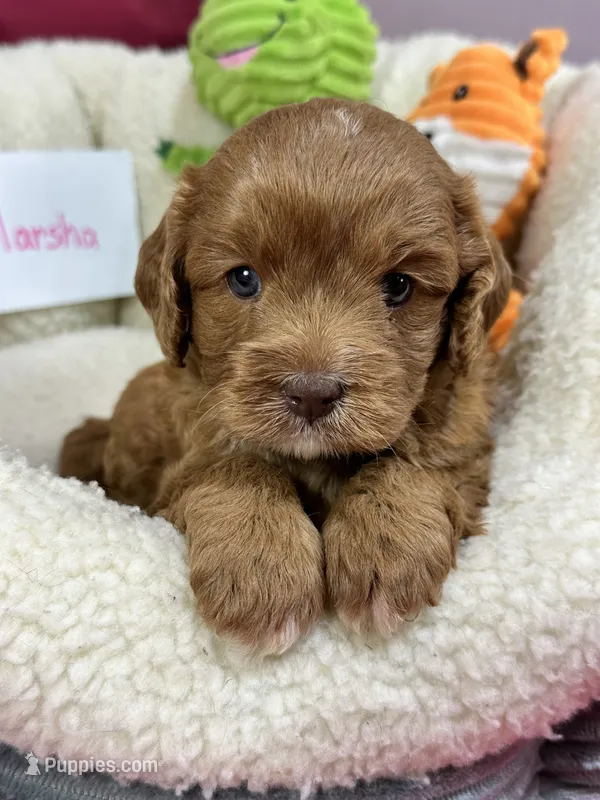 Marsha – Cavapoo, Cavalier King Charles Spaniel puppy for sale in Marshfield, MO