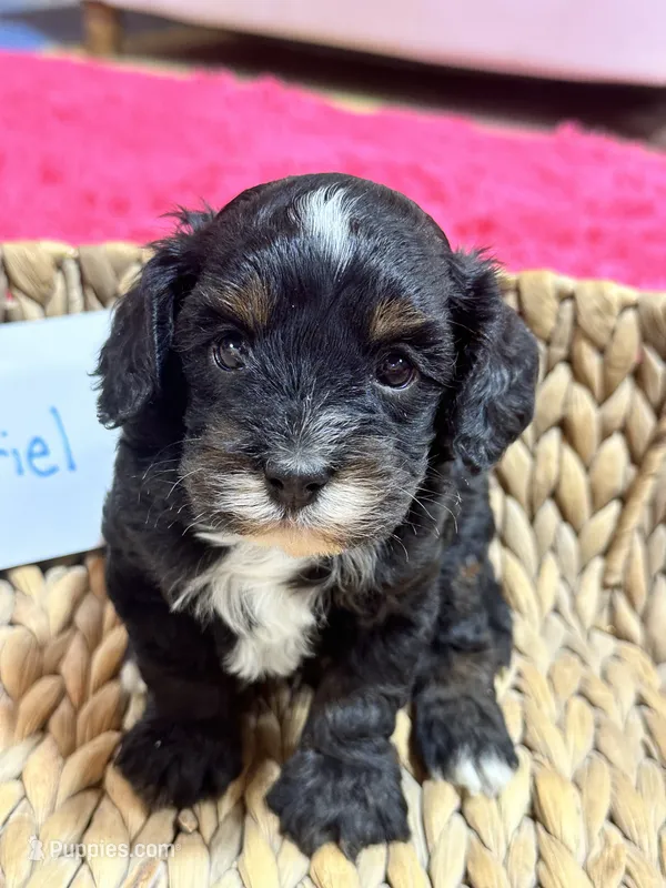 Gabriel  – Cavapoo, Cavalier King Charles Spaniel puppy for sale in Marshfield, MO