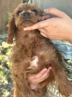 Marty, a male Cavapoo and Cavalier King Charles Spaniel for sale in Marshfield, MO – 8 of 10