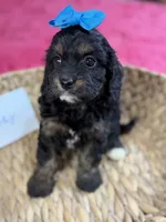 Paisley, a female Cavapoo and Cavalier King Charles Spaniel for sale in Marshfield, MO – 5 of 10