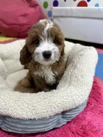 Juno, a female Cavapoo and Cavalier King Charles Spaniel for sale in Marshfield, MO – 3 of 10