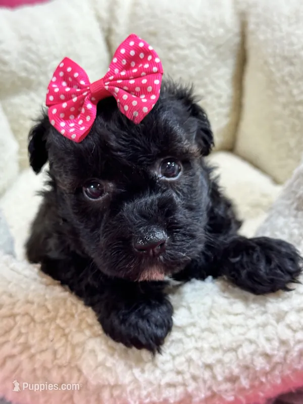 Olive – Schnoodle puppy for sale in Marshfield, MO