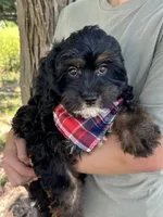 Billy , a male Cavapoo and Cavalier King Charles Spaniel for sale in Marshfield, MO – 4 of 10