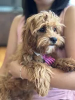Rex , a male Cavapoo and Cavalier King Charles Spaniel for sale in Marshfield, MO – 2 of 10