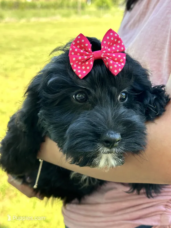 Dorothy – Cavapoo puppy for sale in Marshfield, MO