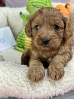 Alex , a male Cavapoo and Cavalier King Charles Spaniel for sale in Marshfield, MO – 6 of 7