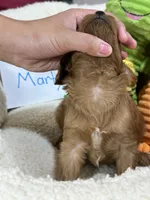 Marty, a male Cavapoo and Cavalier King Charles Spaniel for sale in Marshfield, MO – 4 of 6