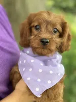 Lily , a female Cavapoo and Cavalier King Charles Spaniel for sale in Marshfield, MO – 2 of 8