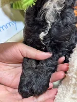 Timmy, a male Cavapoo and Cavalier King Charles Spaniel for sale in Marshfield, MO – 10 of 10