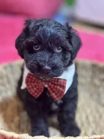 Martin , a male Schnoodle for sale in Marshfield, MO – 6 of 10