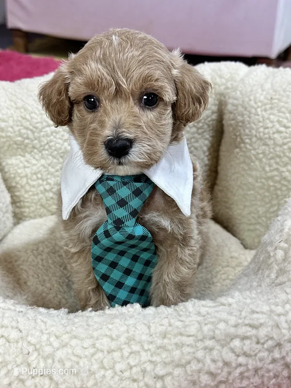 Max – Schnoodle puppy for sale in Marshfield, MO