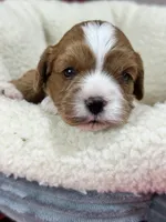 Dixie, a female Cavapoo and Cavalier King Charles Spaniel for sale in Marshfield, MO – 7 of 10